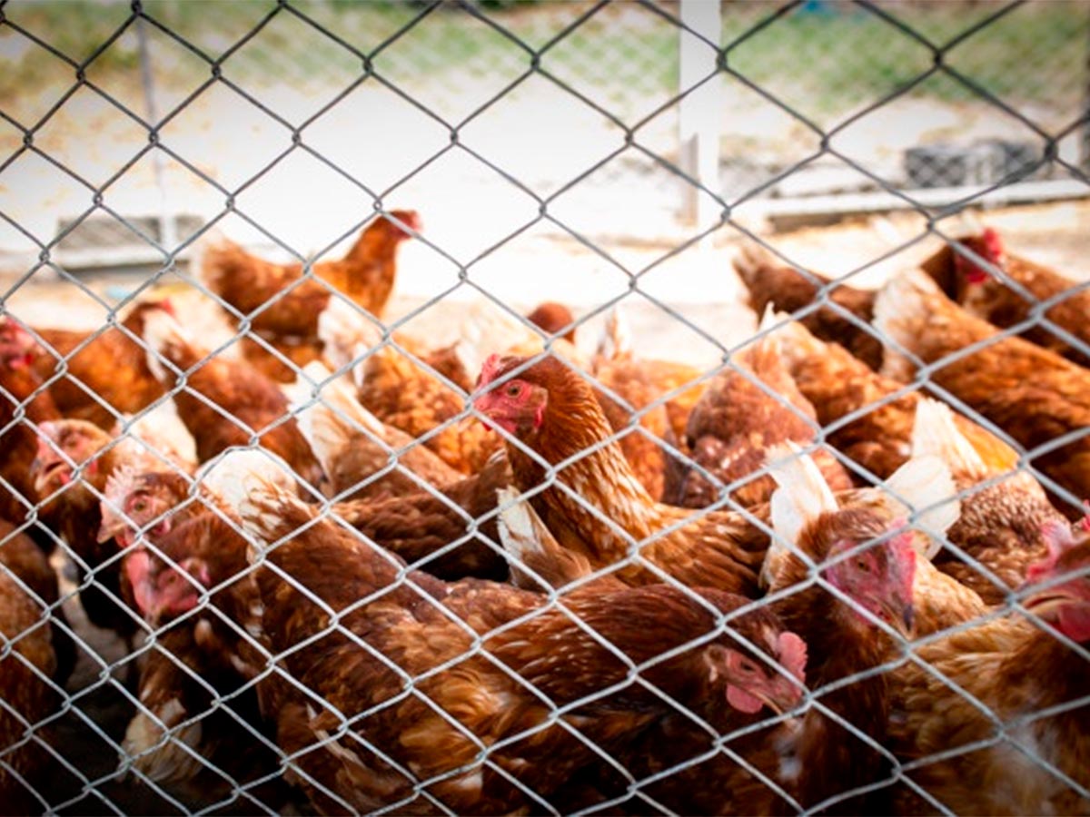 redes-granja-avicola