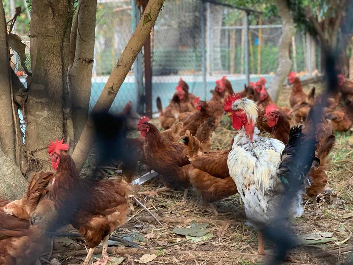 Galería Redes para granjas avicolas