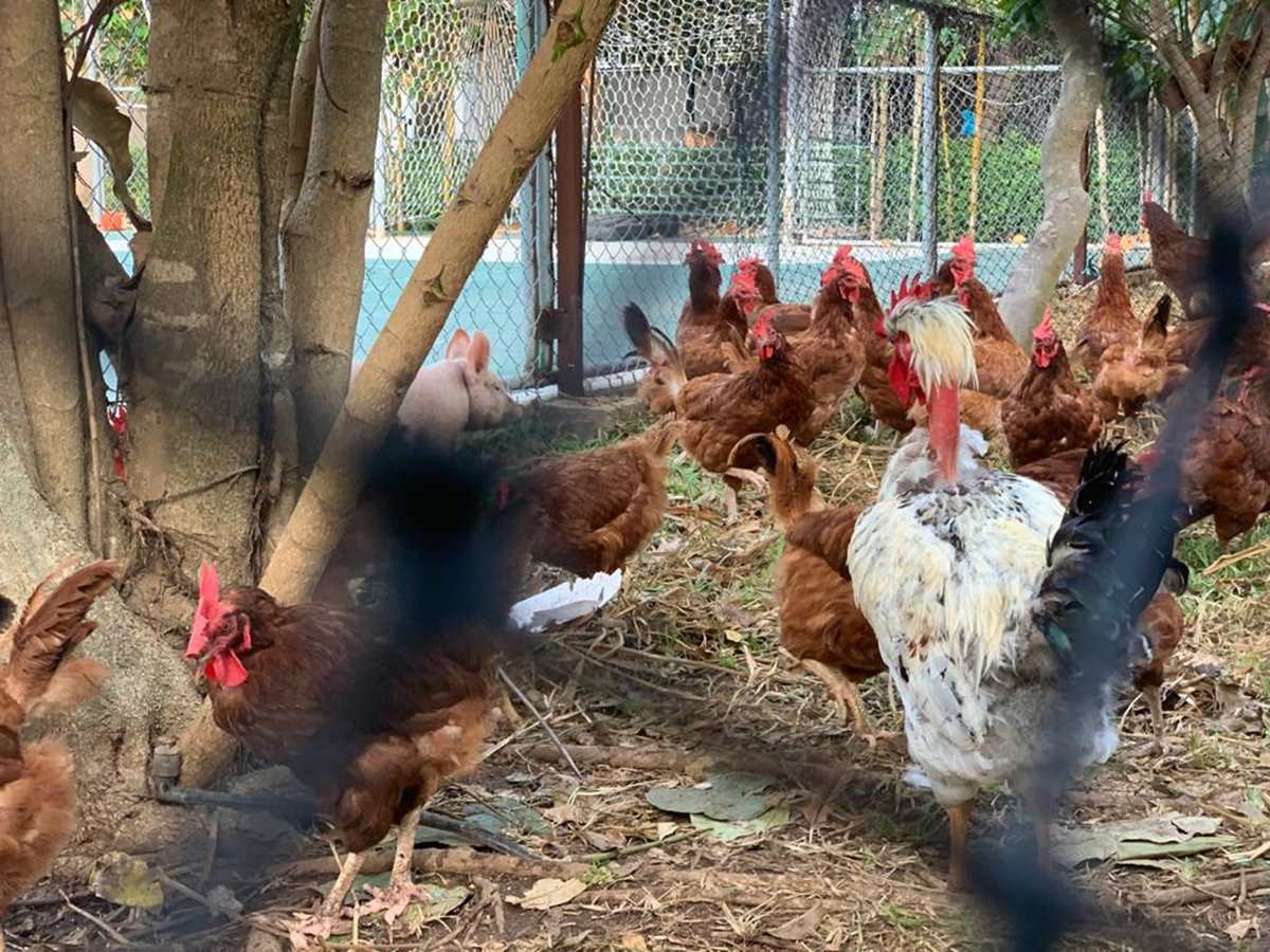 Galería Redes para granjas avicolas