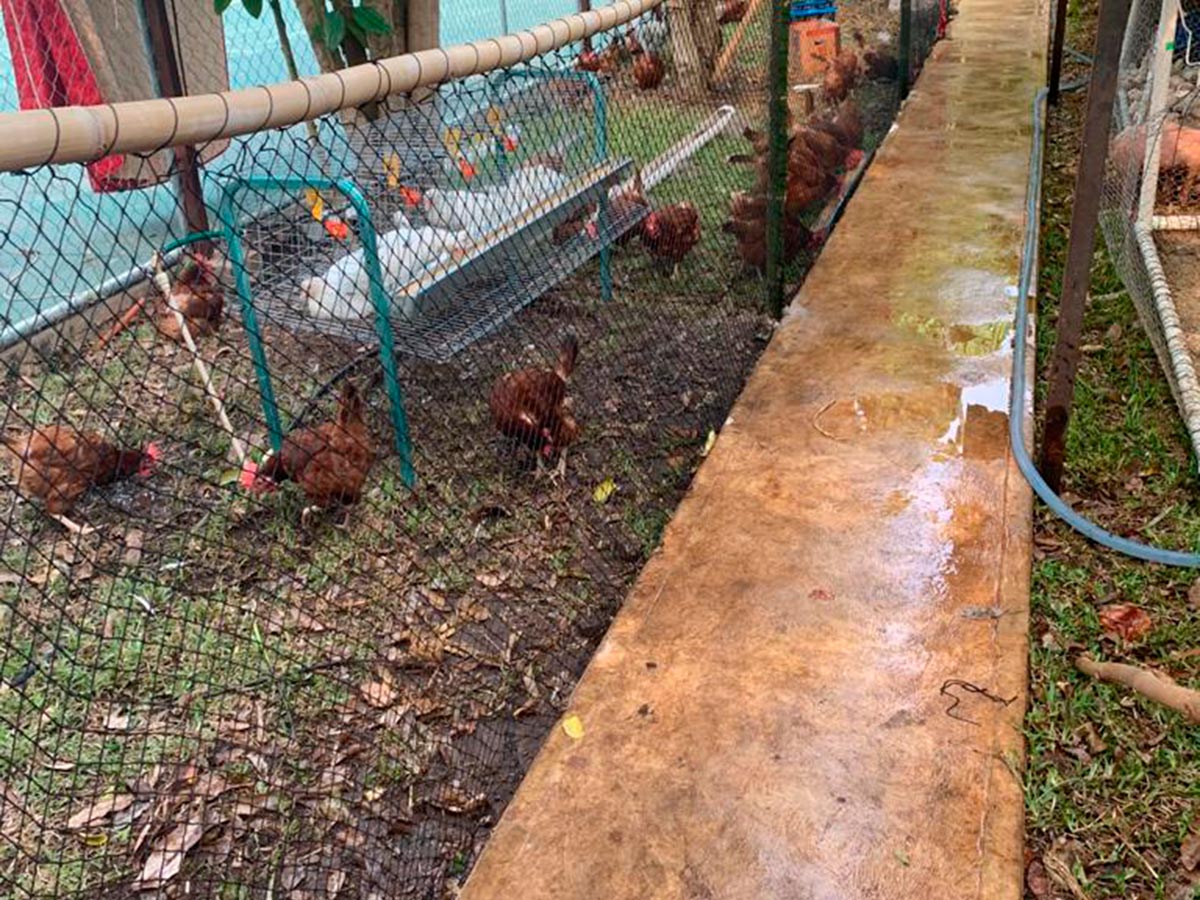 Galería Redes para granjas avicolas