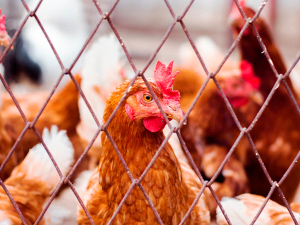 Galería Redes para granjas avicolas