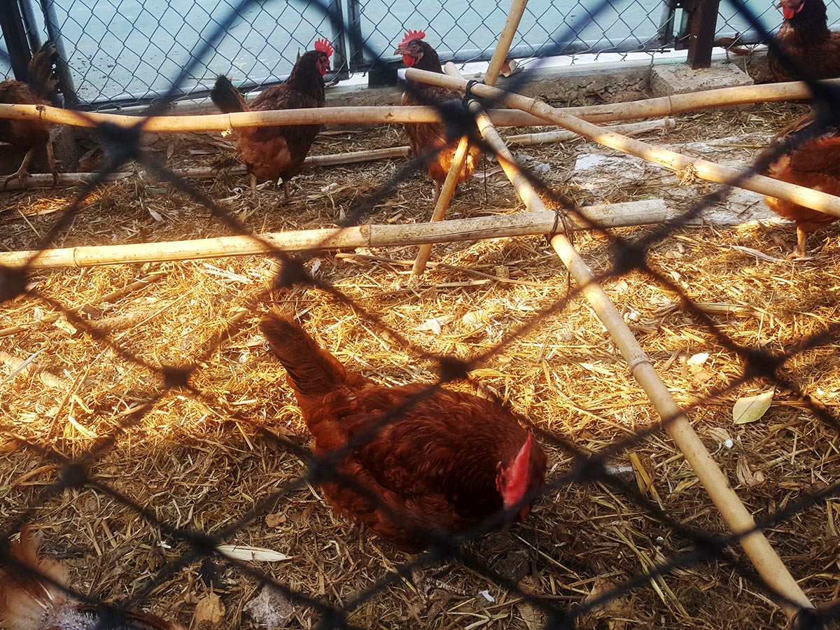 Galería Mallas avicolas